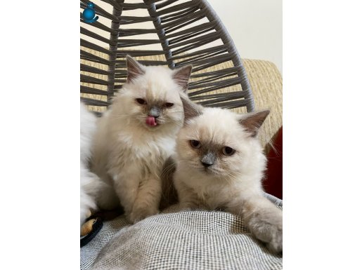 ANKARA İÇİ ÜCRETSİZ BEBEK KEDİŞ 