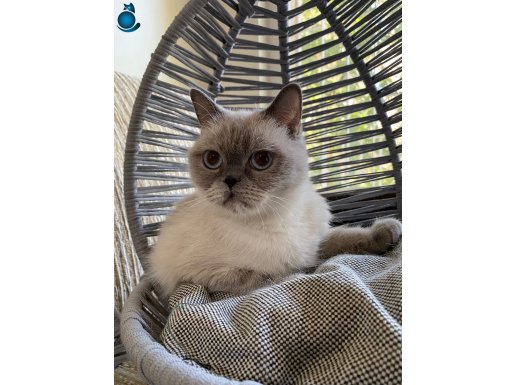 ankara içi ücretsiz akıllı uslu yumuşacık tüylü british kedş