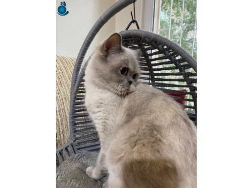 ANKARA İÇİ ÜCRETSİZ AŞILARI TAM BRİTİSH KEDİŞ 1 YAŞINDA