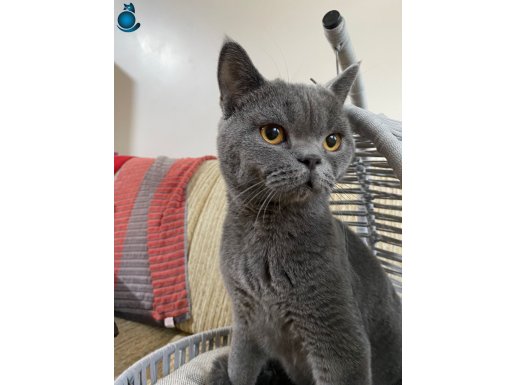 YUMUŞACIK TÜYLÜ ,OYUNCU,UYSAL AŞILARI TAM BRİTSH KEDİŞ 1YAŞ