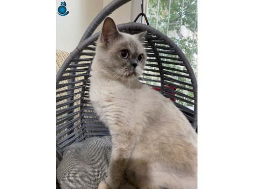 AŞILARI TAM YUMUŞACK ÇOK AKILLI UYSAL ORJ BRİTİSH KEDİŞ 12AY