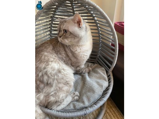 DENİZ GÖZLÜ BRİTİSH SİLVER KEDİŞ AŞILARI TAM ERKEK ÇOK TATLI