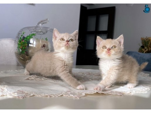 ANKARA İÇİ ÜCRETSİZ BEBEK KEDİŞ BRİTİSH Bİ COLOUR AKILLI USL