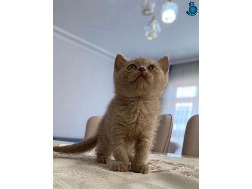 YUMUŞACIK TÜYLÜ OYUNCU AKILLI ORJ BRİTİS BEBEK KEDİŞ ANK İÇİ