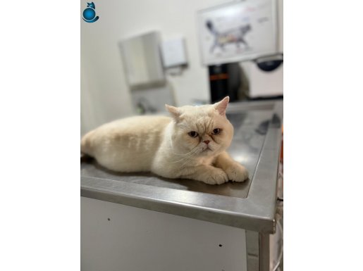 BAL YANAKLI USLU,POFUFUK,DENİZ GÖZLÜ BRİTİSH RED POİNT KEDİŞ