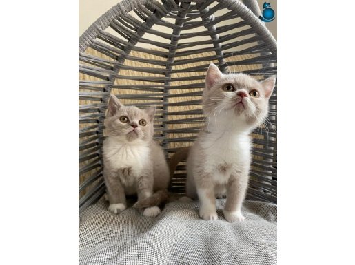 OYUNCU,UYSL,TATLI,YUMUŞCIK BEBK KEDŞ ORJ 1 YILLIK AŞILA DAHL