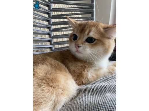 ANKARA İÇİ ÜCRETSİZ BEBEK KEDİŞ BABASI SCRLİ ANNESİ BİRİNCİ 