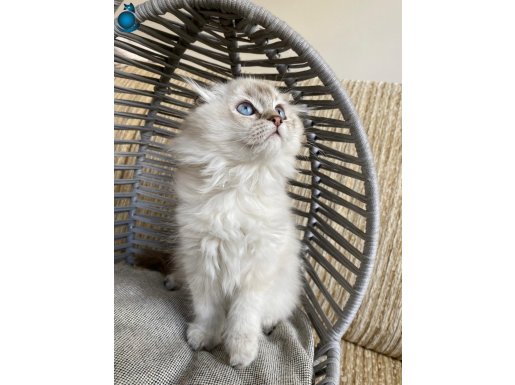 ANK İÇİ ÜCRETSİZ BEBK KEDİŞ YUMŞACIK TÜYLÜ AKILLI USLU BEBK