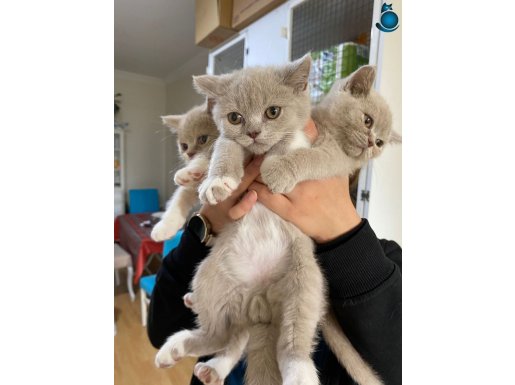 ANKARA İÇİ ÜCRETSİZ BEBEK KEDİŞ YUMUŞCIK TÜYLÜ AKILLI SEVMLİ