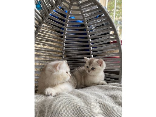 ANK İÇİ ÜCRETSİZ BEBEK KEDŞ AKILLI USLU YUMUŞACIK TÜYLÜ BEBK