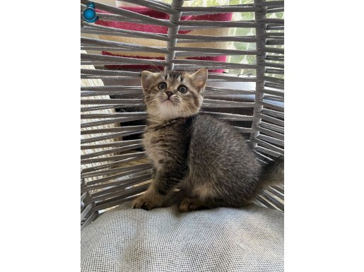 BRİTİSH GOLDEN ANKARA İÇİ ÜCRETSİZ BEBEK KEDŞ OYUNCU , AKILL