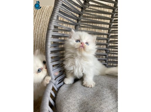 ANKARA İÇİ ÜCRETSİZ BEBEK KEDİŞ AKILLI , OYNCU , UYSAL YUMUŞ