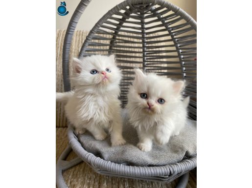 ANK İÇİ ÜCRETSİZ BEBEK KEDİŞ YUMUŞCIK TÜYLÜ AKILLI UYSAL BBK
