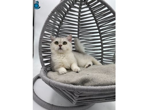 BRİTİSH SİLVER KEDİŞ 1 YILLIK AŞILARI DAHİL , KEDİŞ ÜCRETSİZ