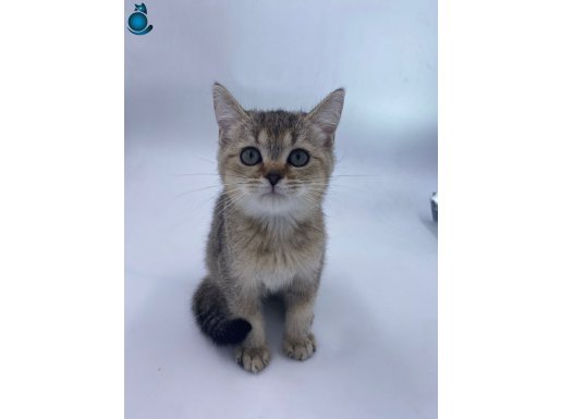 british golden bebek kediş , ankara içi ücretsiz , yumuşacık