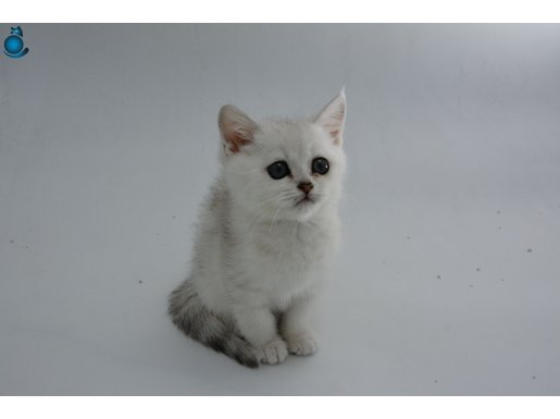 ANKARA İÇİ ÜCRETİZ BEBEK KEDİŞ UYSAL SEVİMLİ ,MİNİK BEBEK