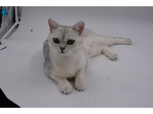 ANKARA İÇİ ÜCRETSİZ KEDİŞ 2 YAŞINDA DİŞİ BRİTİSH SİLVER