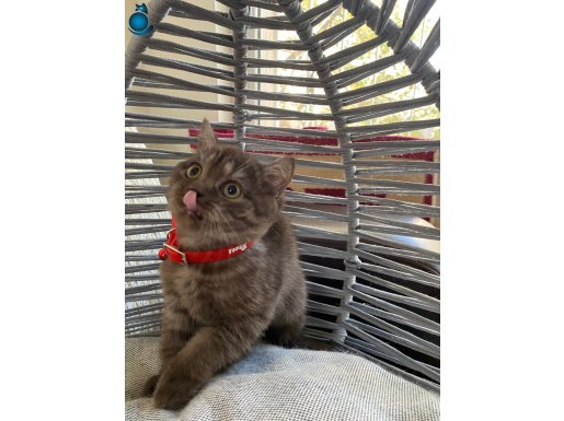 ANKARA İÇİ ÜCRETSİZ BEBEK KEDİŞ BRİTİSH CHOCALATE UYSAL TATL