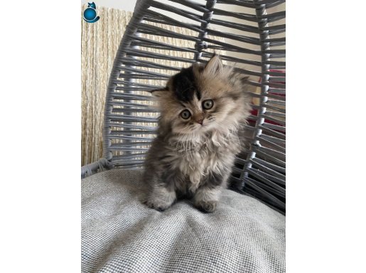BRİTİSH BEBEK KEDİŞ OYUNCU,YUMUŞCIK,MASUM,UYSAL,SAĞLIKLI ANK