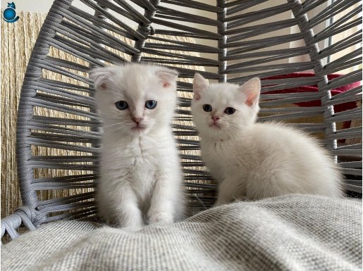 british bebek kediş beyaz renkli yumuşacık tüylü akıllı mink