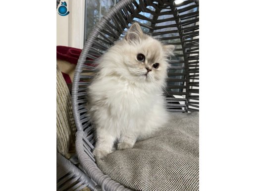 3 aylık bebek kediş sevimli oyuncu yumuşacık pofuduk ank içi