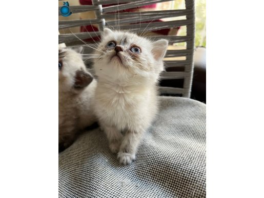 ANK İÇİ KAR BEYAZI MİNİK KEDİŞ ÜCRETSİZ ,YUMUŞACIK TATLI 