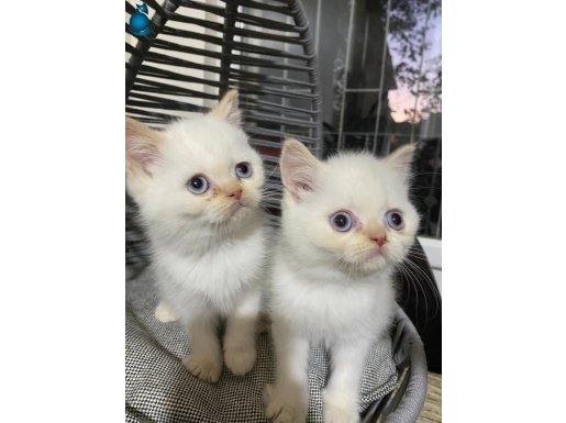 İKİ TATLI BEBEK ANKARA İÇİ YUVA ARIYR ÜCRETSZ YUMUŞACIK BEBK