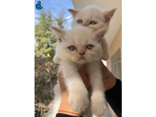 VETERİNER EŞLİĞİNDE GÜVENLİ ÜCRETSİZ SAHİPLNDİRME BEBEK KEDŞ