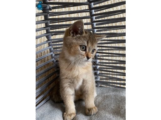 BRİTİSH GOLDEN BEBEK KEDİŞ 2 AYLIK ANKARA İÇİ ÜCRETSİZ TATLI