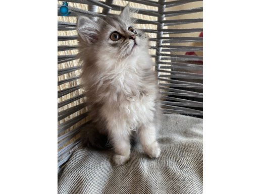 ANK İÇİ ÜCRETSİZ BEBEK KEDİŞ OYUNCU TATLI YUMUŞACIK