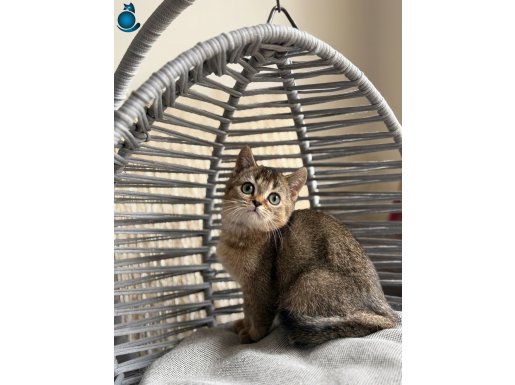 ANKARA İÇİ BRİTİSH GOLDEN TABBY ÜCRETSİZ BEBEK KEDİŞ OYUNCU
