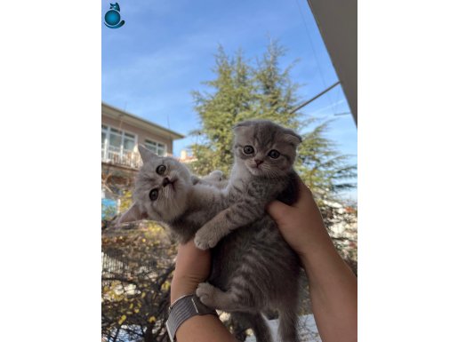 ANKARA İÇİ ÜCRETSİZ BEBEK KEDİŞ TATLI UYSAL SEVİMLİ OYUNCU