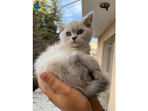 ücretsiz bebek kedş uysal oyuncu tatlı sosyal açıklmayı okyn