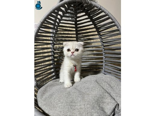 ankara içi ücretsiz bebek kediş oyuncu uysal tatlı sevimli