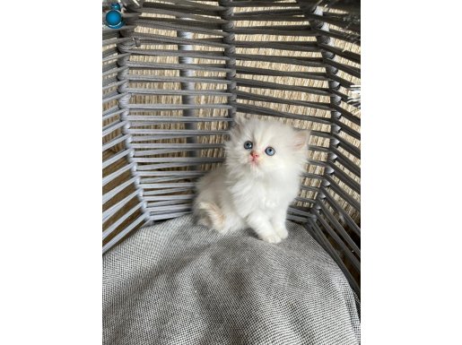 50 GÜNLÜK BEBEK KEDİŞ UYSAL OYUNCU AKILLI ANK İÇİ YUVA ARIYO