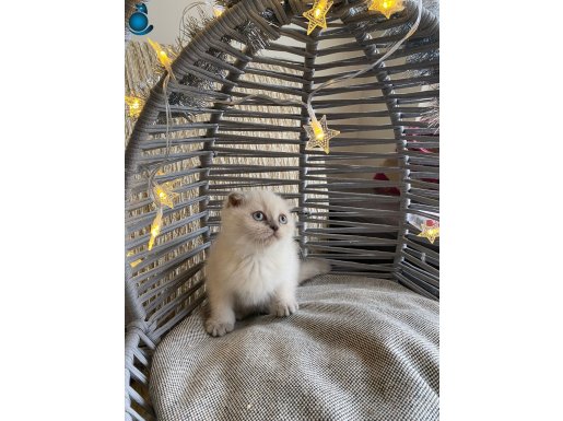 ankara içi bebek kediş