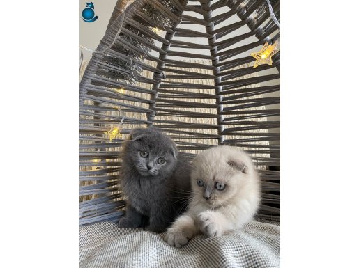 ank içi ücretsiz tatlı yumuşacık bebek kediş 