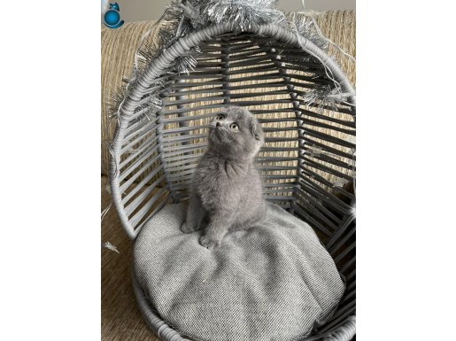 baldan tatlı erkek kedimm