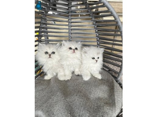 GÜVENLİ Sahiplendirme yapılacaktır Ankarada yaşama şartıyla