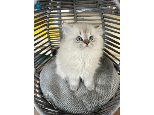 Ankarada yaşama şartı ile güvenli sahiplendirme 