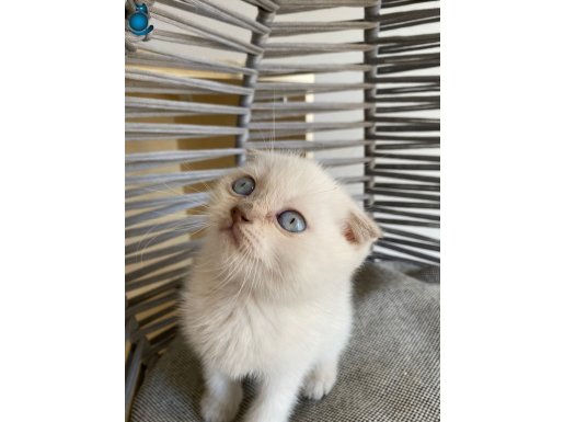 ANKARADA YAŞAMA ŞARTI İLE GÜVENLİ SAHİPLENDİRME 