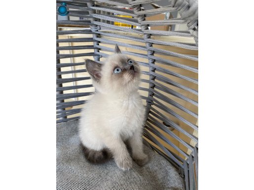 ankara içi yaşama şartı ile güvenli sahiplendirme