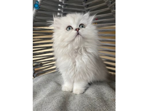 ankarada yaşa şartı ile güvenli sahiplendirme 