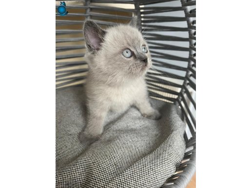 Sosyal ve Kum Eğitimli British Shorthair Bebekler