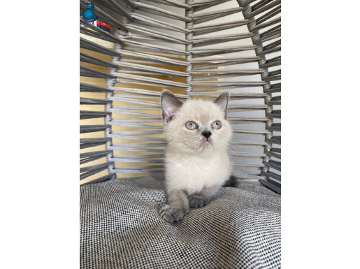 DENİZ GÖZLÜ BEBEK KEDİŞ KARDEŞLER ANKARA İÇİNE SAHİPLENDİRCM