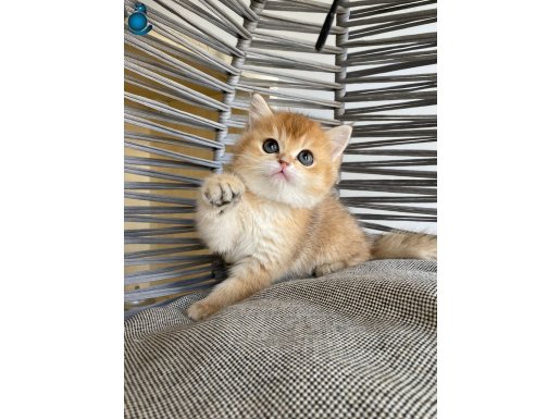 Tombiş Yanaklı British Golden: Sosyal Ortamların Yeni Yıldızı