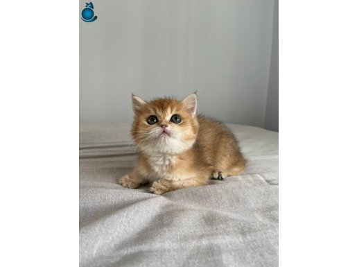 british golden orjinal tombik yanaklı oyuncu sosyal ank içi