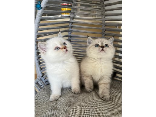 Bal Yanaklı British Shorthair Bebekler – Uysal ve Sosyal Karakter