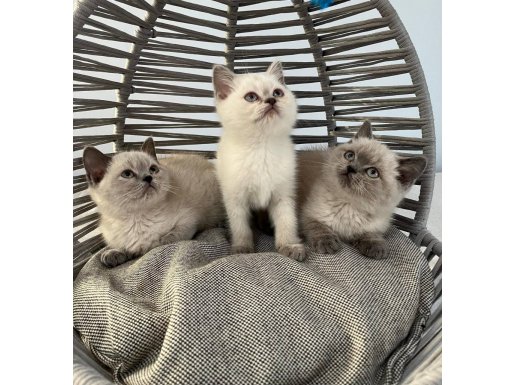 BAYRAM ŞEKERİ TADINDA SAFKAN BRITISH SHORTHAIR YAVRULARIMIZ