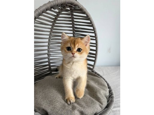 british golden bebek kediş akıllı uslu tatlı ankara içi yuva